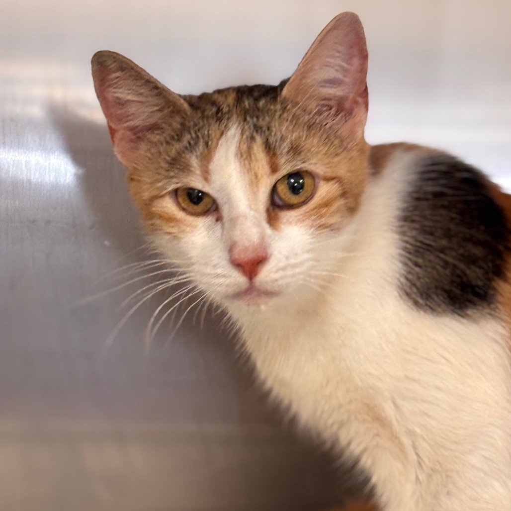 Beans (Francis), an adoptable Domestic Short Hair in Midland, TX, 79701 | Photo Image 1