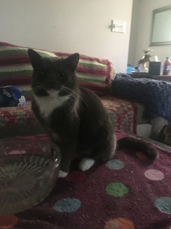 Phyllis 1