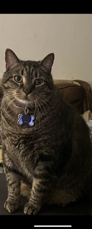 Nugget