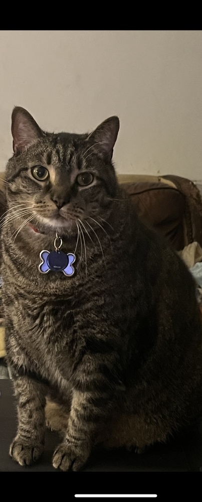 Nugget 1