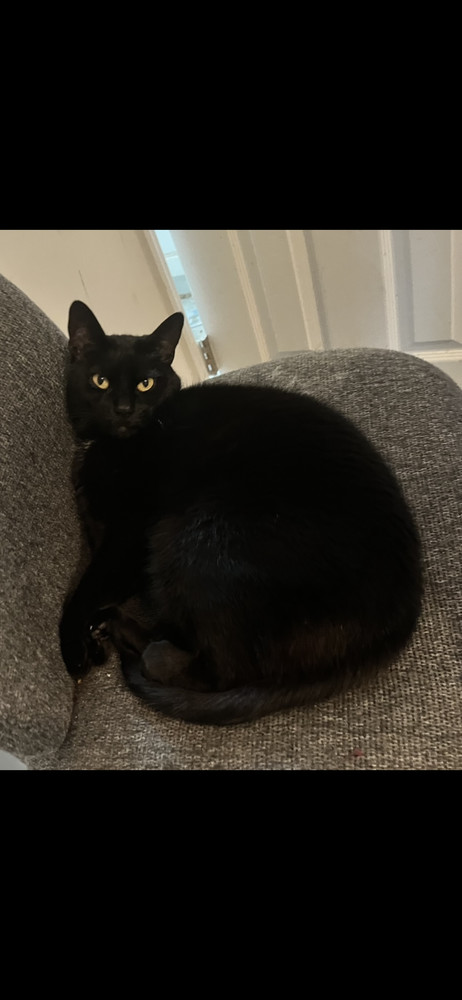 Piper