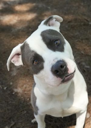 Dont let the name fool you this year-old boy is an easygoing dude with lots of charisma Tanker ha