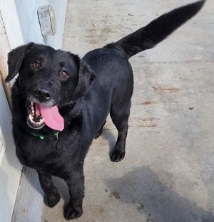 Cujo