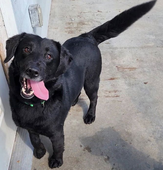 Cujo
