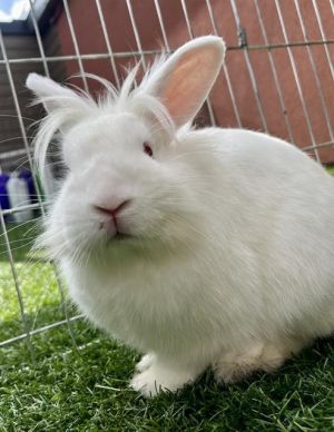 Looking for a bun boy with a froth of white fur for extra cuteness Meet Cappuccino He was feeling 