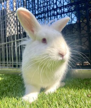 Looking for a bun boy with a froth of white fur for extra cuteness Meet Cappuccino He was feeling 