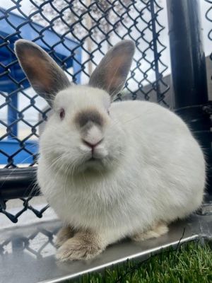 Looking for a sweet treat to pick up your day Meet Frappuccino a creamy white young bun boy with h