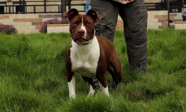 COCO 1