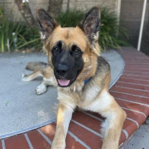 I WAS FOUND AT 2100 BLK E 6TH ST LONG BEACH CA 90814 IN LONG BEACHMy adoption evaluation date is