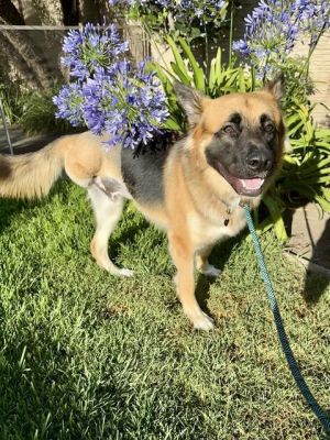 I WAS FOUND AT 2100 BLK E 6TH ST LONG BEACH CA 90814 IN LONG BEACHMy adoption