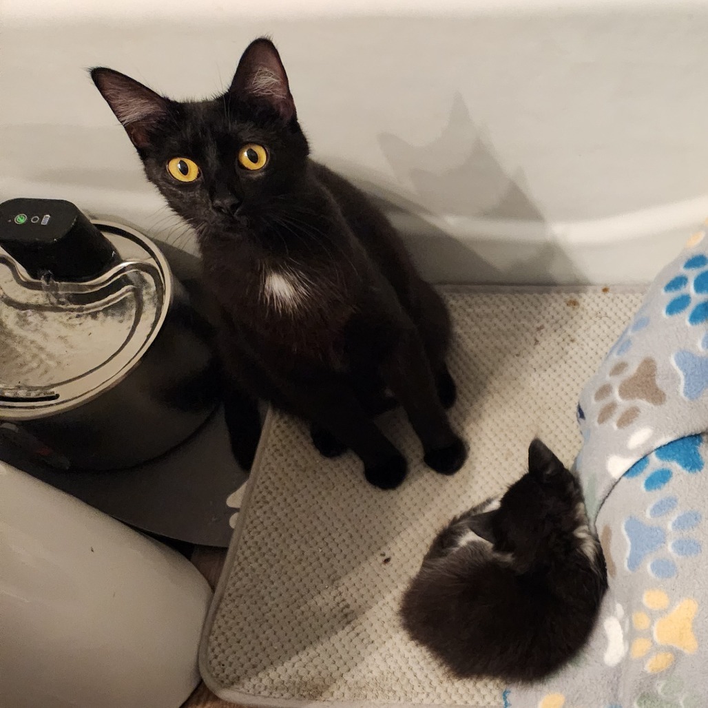 Mamma Binx