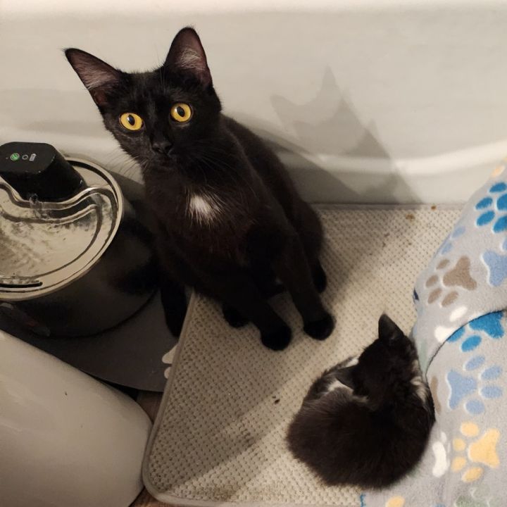 Mamma Binx 1