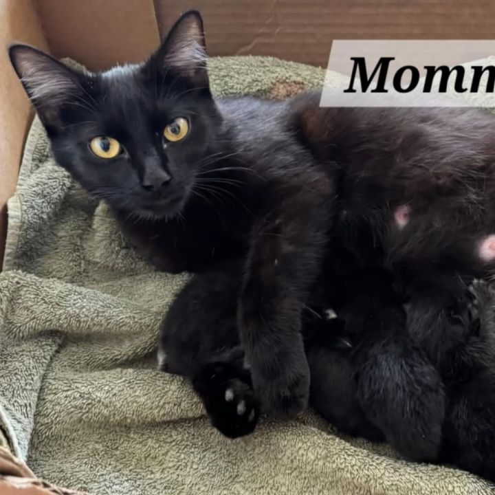 Mamma Binx 2