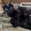 Mamma Binx photo 2