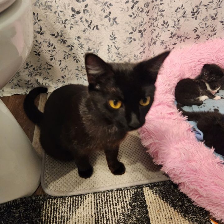 Mamma Binx 3