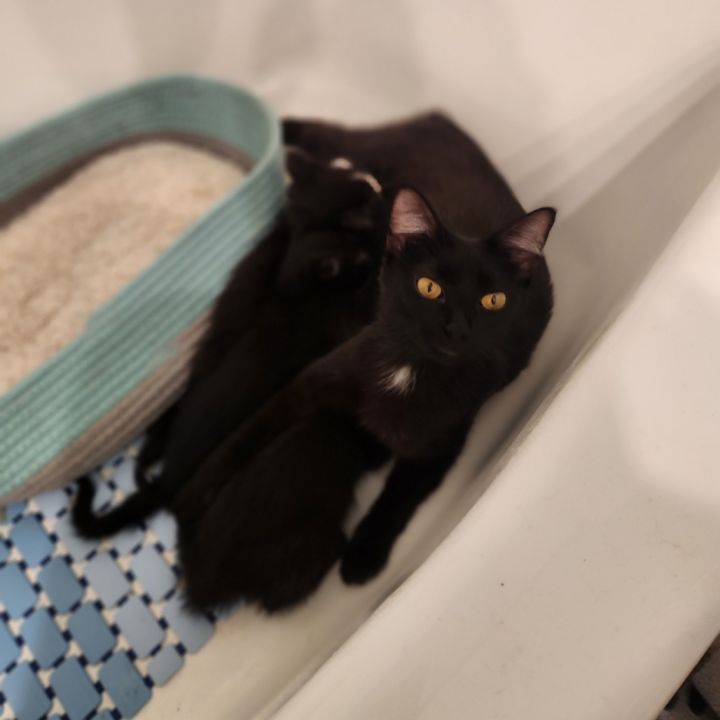 Mamma Binx 4