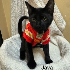 Java, Baby Male unknown
