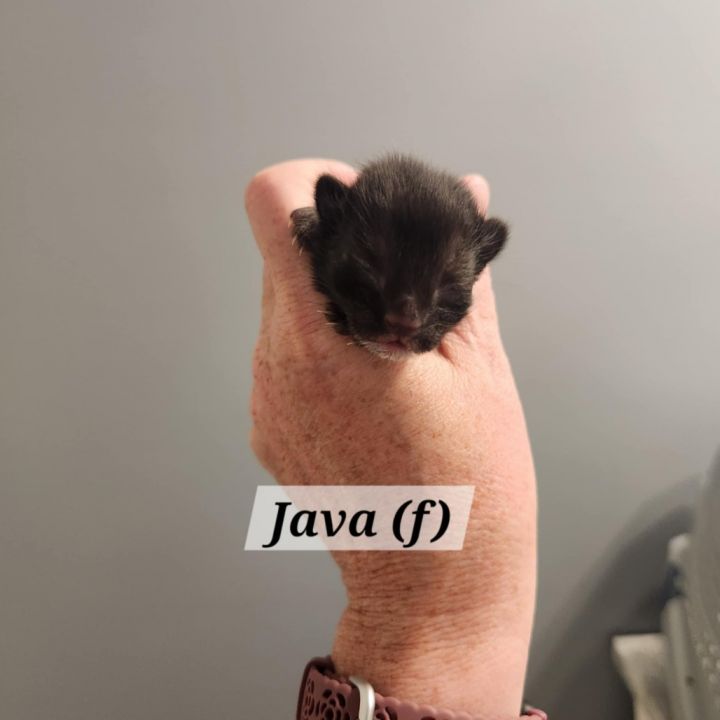Java 2