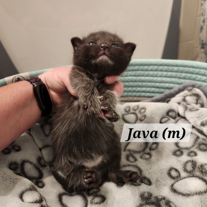 Java 3