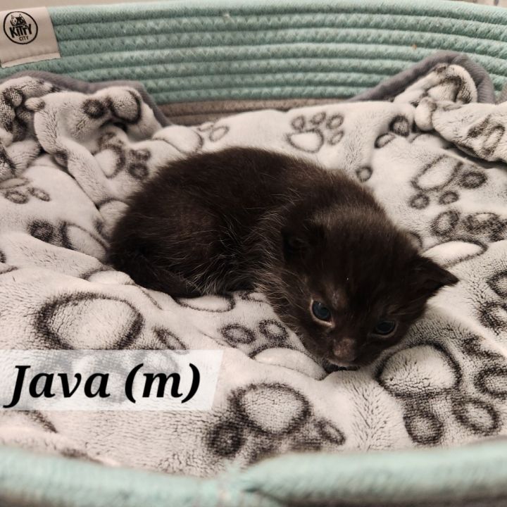 Java 4