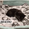 Java photo 4