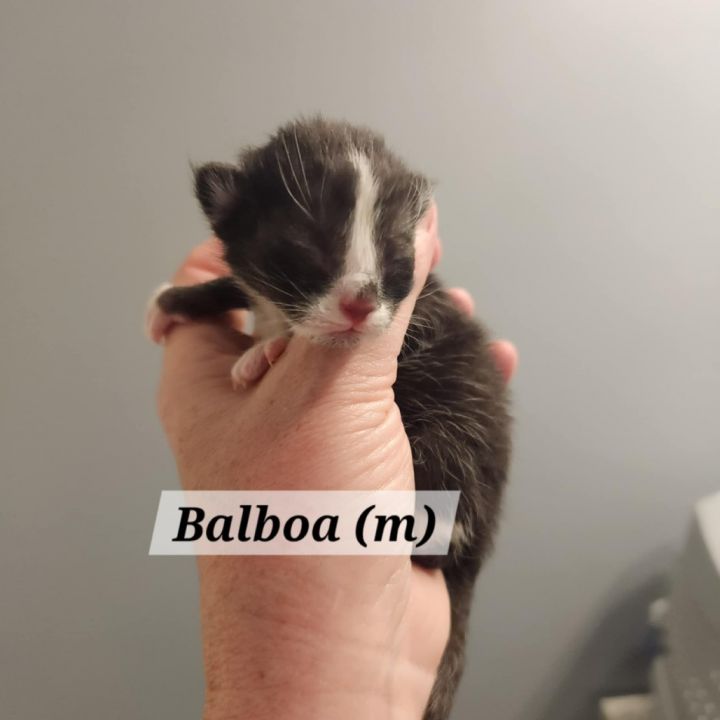 Balboa 2