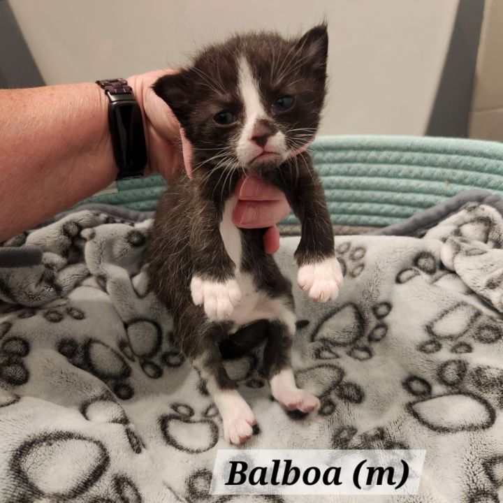 Balboa 3