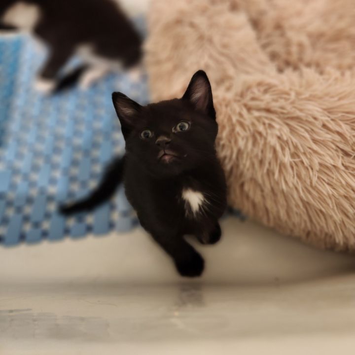 Loki 1