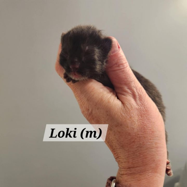Loki 2