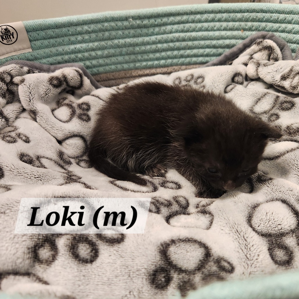 Loki