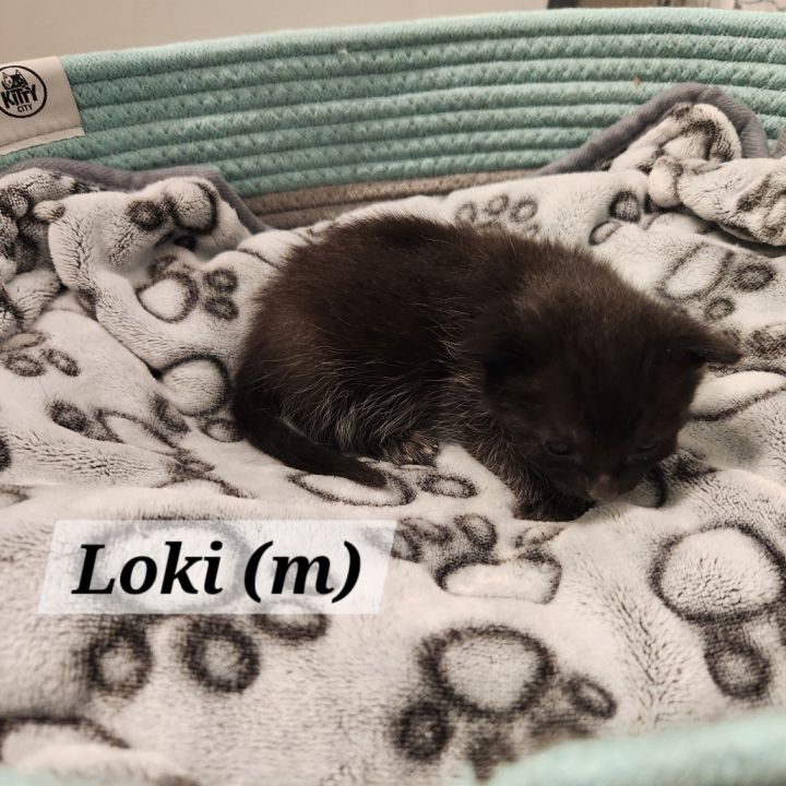 Loki 3