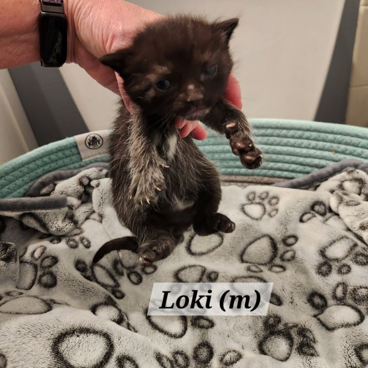 Loki 4