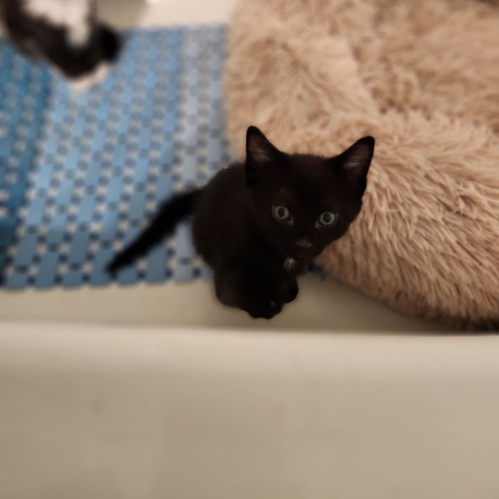 Loki 5