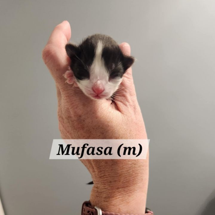 Mufasa 2