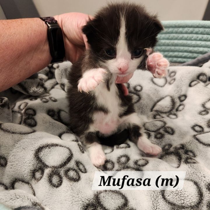 Mufasa 3