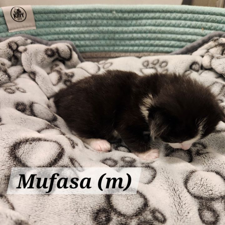 Mufasa 4