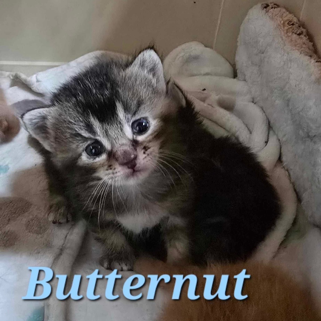 Butternut