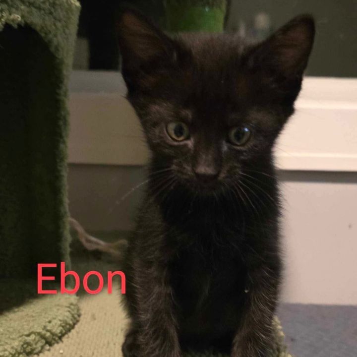 Ebon 4