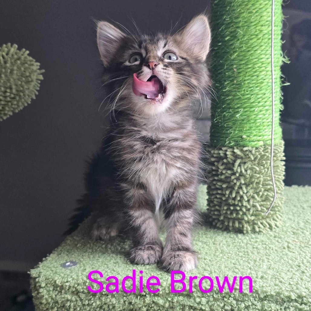 Sadie Brown