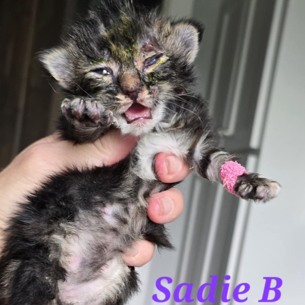 Sadie Brown