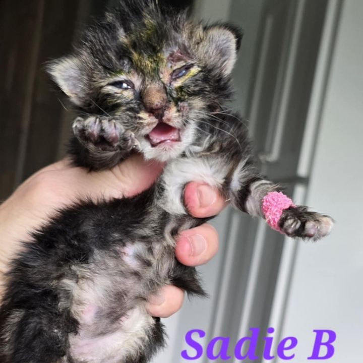 Sadie Brown 2