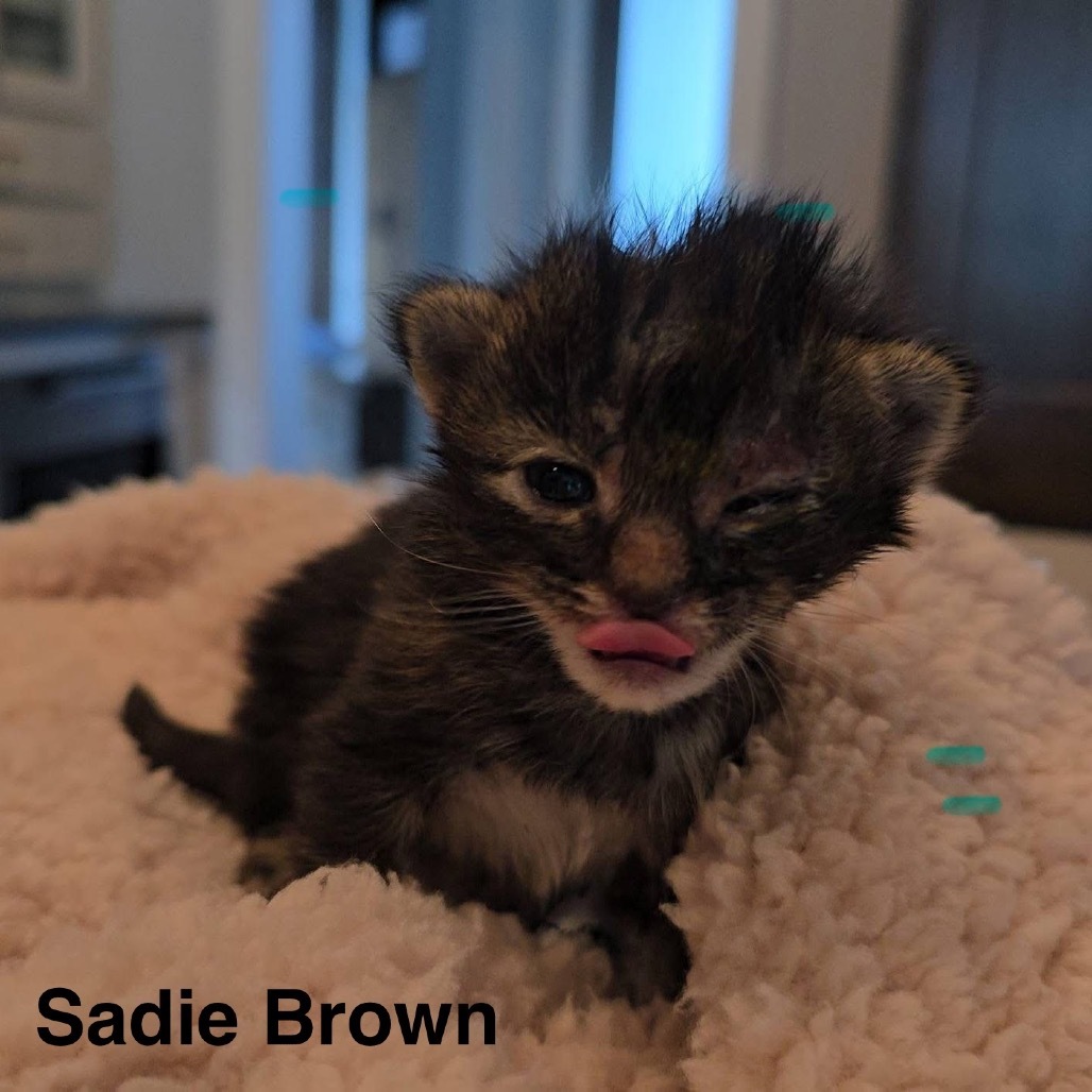 Sadie Brown
