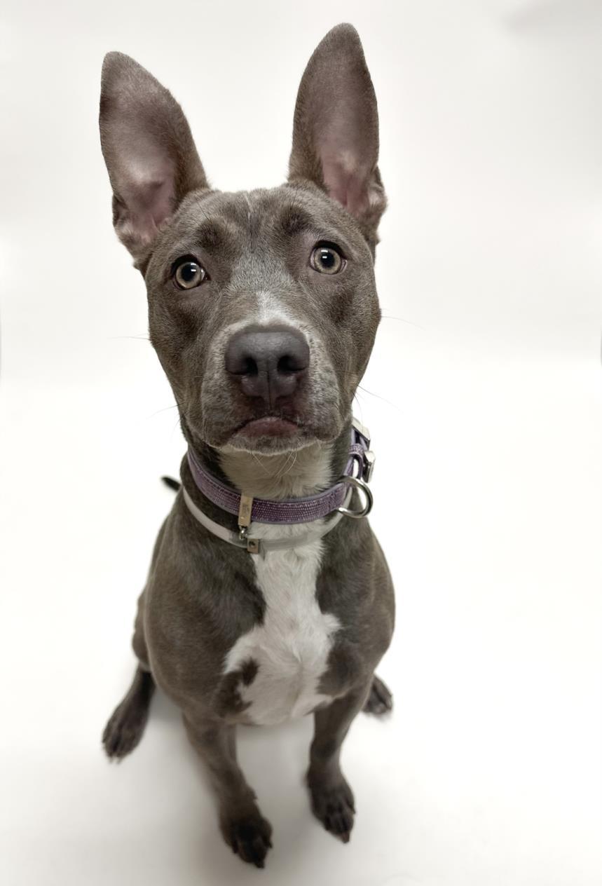 GRACIE