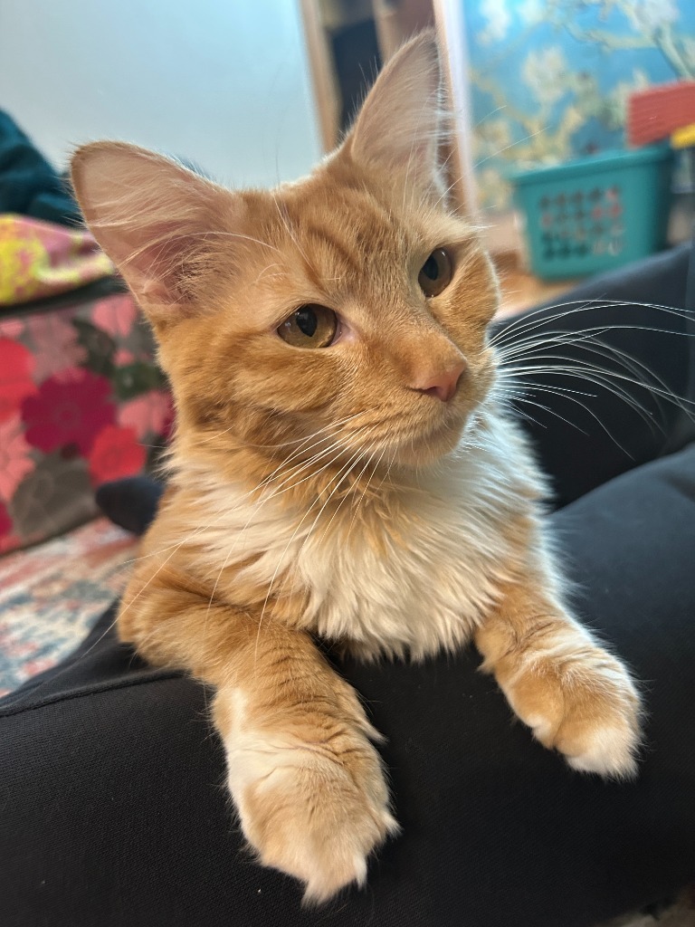 Skylark, an adoptable Domestic Medium Hair in Palmer, AK, 99645 | Photo Image 1