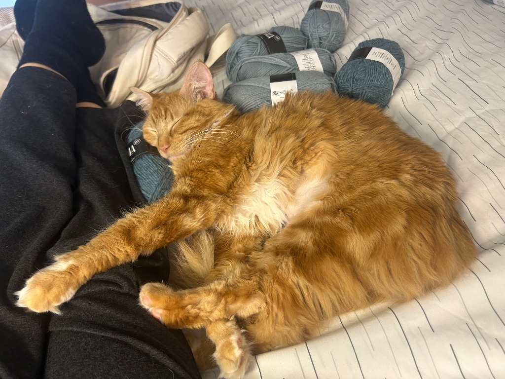 Skylark, an adoptable Domestic Medium Hair in Palmer, AK, 99645 | Photo Image 3
