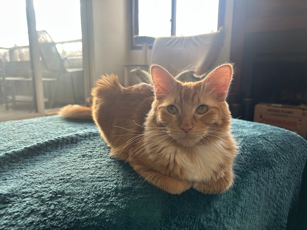 Skylark, an adoptable Domestic Medium Hair in Palmer, AK, 99645 | Photo Image 4