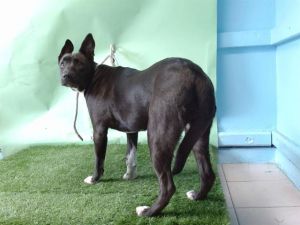 PICKY Labrador Retriever Dog