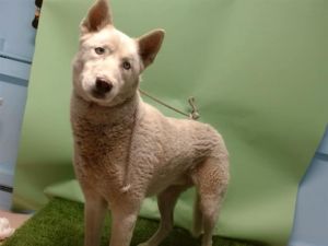 ROCKET Siberian Husky Dog