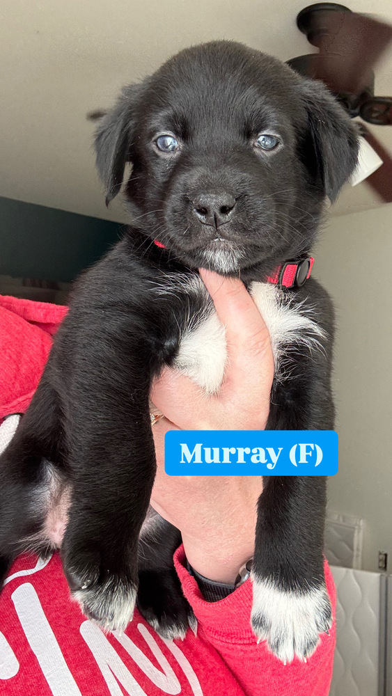 Murray (River Litter)