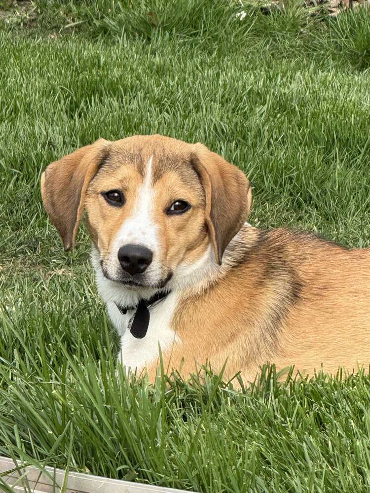 Willow